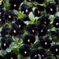 Back to Black Viola Seeds online shopping