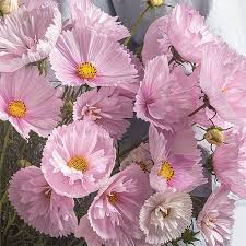 Cupcake Blush Cosmos Seeds online shopping