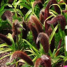 Jade Princess Millet Seeds online shopping