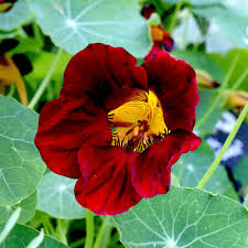 Black Velvet Nasturtium Seeds online shopping