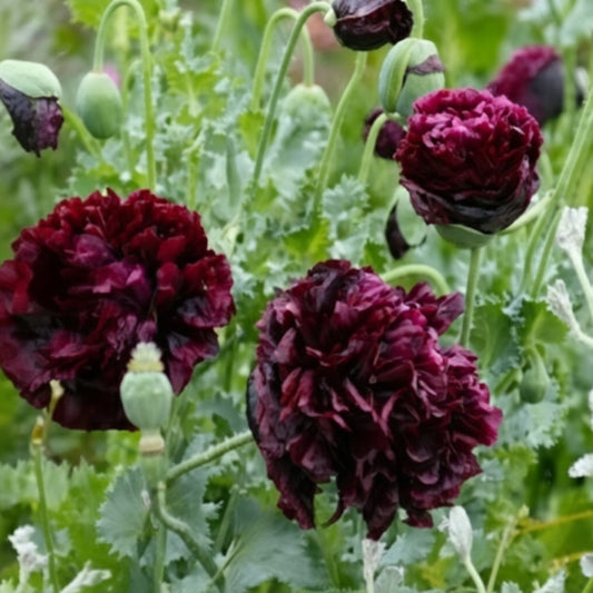 Black Peony Poppy Seeds online shopping