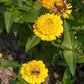 Lemon Cupcake Zinnia Seeds online shopping