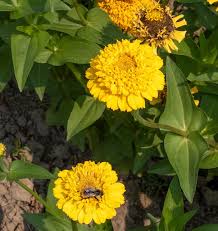 Lemon Cupcake Zinnia Seeds online shopping