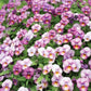 Plum Antique F1 Viola Seeds online shopping