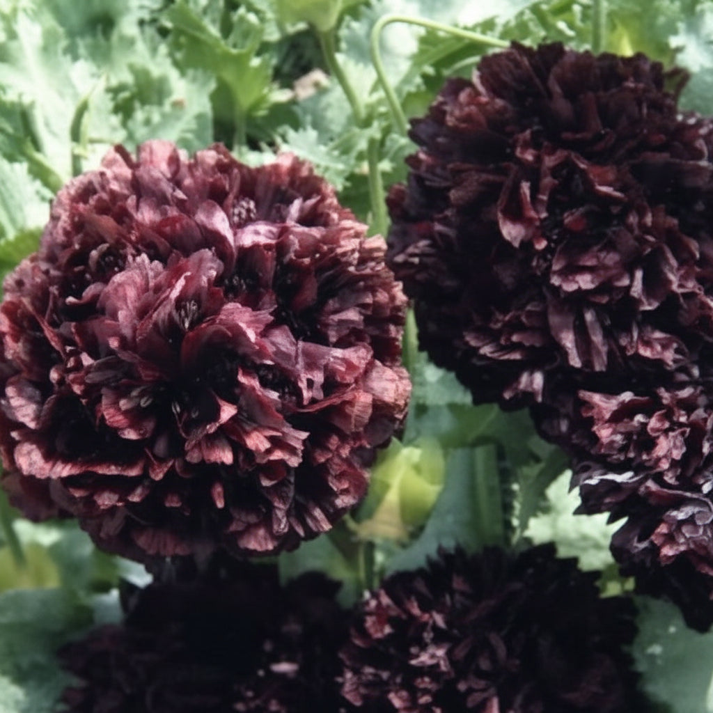 Black Peony Poppy Seeds online shopping