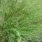 Cloud Grass Seeds online shopping