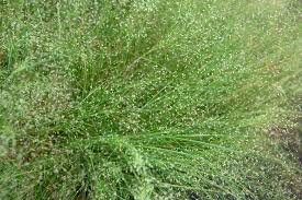 Cloud Grass Seeds online shopping