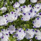 Five Spot Nemophila Seeds online shopping