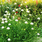 Snowmaiden Scabiosa Seeds online shopping