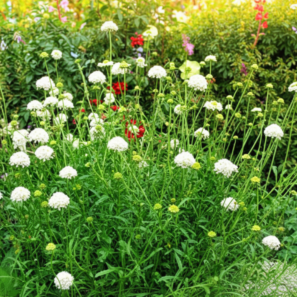 Snowmaiden Scabiosa Seeds online shopping