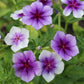 Blueberry Swirl Phlox Seeds online shopping