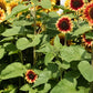 Desert Sun F1 Sunflower Seeds online shopping