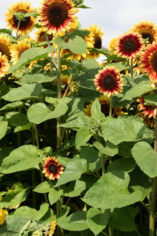 Desert Sun F1 Sunflower Seeds online shopping
