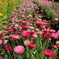 Pierrot Red Helipterum Seeds online shopping