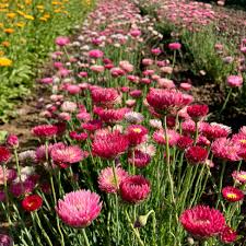 Pierrot Red Helipterum Seeds online shopping