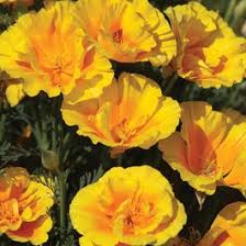 Yukon Gold California Poppy Seeds online shopping