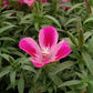 Farewell to Spring Clarkia Seeds online shopping