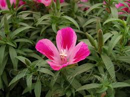 Farewell to Spring Clarkia Seeds online shopping