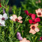 Linum Charmer Mix Flax Seeds online shopping