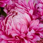 King Size Rose China Asters Seeds online shopping