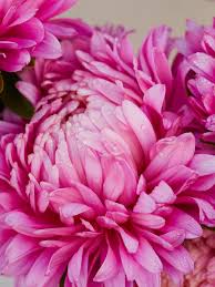 King Size Rose China Asters Seeds online shopping