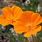 California Orange Poppy Seeds online shopping