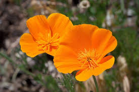 California Orange Poppy Seeds online shopping