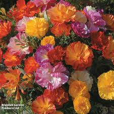 XL Jelly Beans California Poppy Seeds online shopping