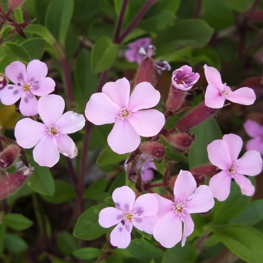 Rock Soapwort Saponaria Seeds online shopping