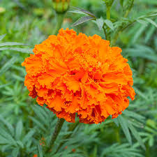 Kees' Orange Marigold Seeds online shopping