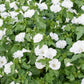 Mont Blanc Lavatera Seeds online shopping