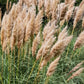 Pink Pampas Grass Seeds online shopping