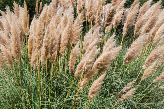 Pink Pampas Grass Seeds online shopping