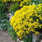Basket of Gold Aurinia Seeds online shopping