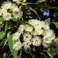 Lemon Bush Eucalyptus Seeds online shopping