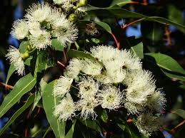 Lemon Bush Eucalyptus Seeds online shopping