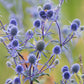 Sea Holly Eryngium planum Seeds online shopping