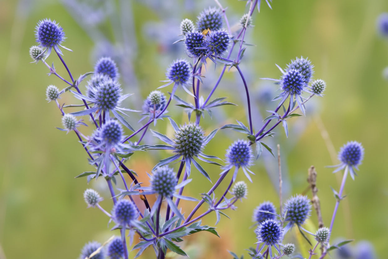 Sea Holly Eryngium planum Seeds online shopping
