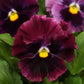 Frizzle Sizzle Raspberry Pansy Seeds online shopping