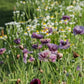 Amazing Grey Poppy Seeds online shopping