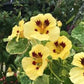 Troika Cream Nasturtium Seeds online shopping
