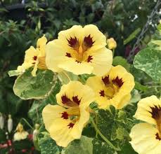 Troika Cream Nasturtium Seeds online shopping