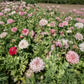 Flemish Antique Peony Poppy Seeds online shopping