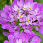 Candytuft Iberis Seeds online shopping