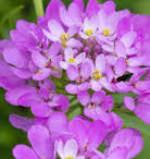 Candytuft Iberis Seeds online shopping