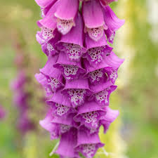 Foxglove Digitalis Seeds online shopping