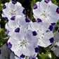 Five Spot Nemophila Seeds online shopping