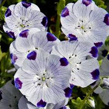 Five Spot Nemophila Seeds online shopping