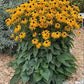 Black Eyed Susan Rudbeckia Seeds online shopping