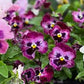 Frizzle Sizzle Raspberry Pansy Seeds online shopping